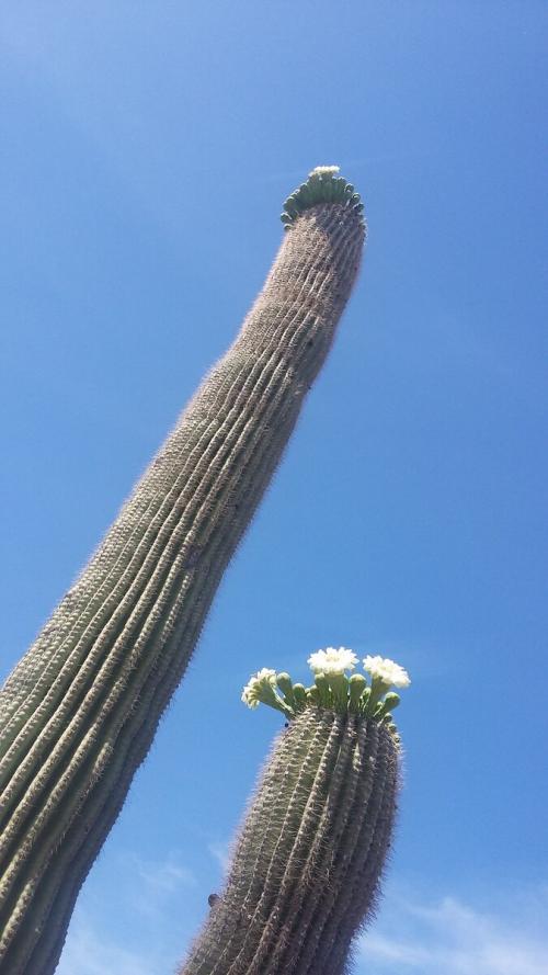 Факты о, кактусе. 10 удивительных фактов о самом большом, кактусе в мире