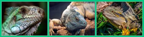 Интересные факты о чешуйчатых. Представляем интересные факты о ящерицах