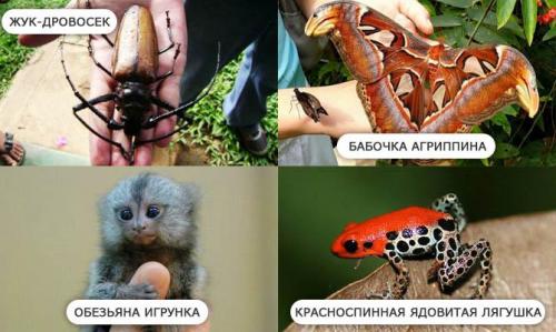 Реки Южной америки интересные факты. Интересные факты о Южной Америке + Видео