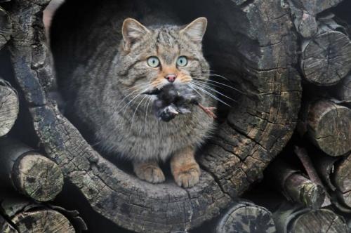 Кавказская лесная кошка краткое описание. Кавказский лесной кот