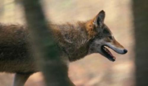 Интересные факты о красном волке. Чем питается красный волк? 06