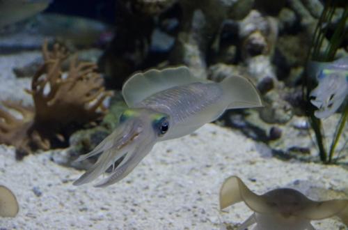 Интересные факты о кальмарах 01