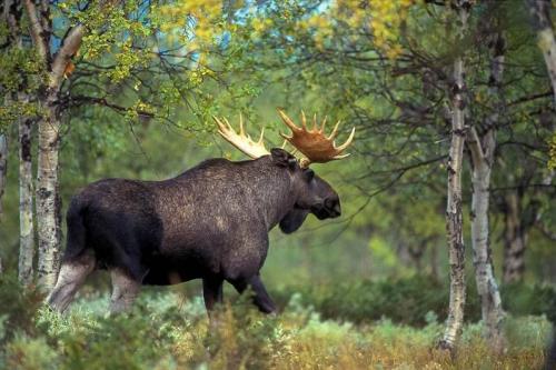 Интересные факты о кабанах. Интересное о кабанах 12