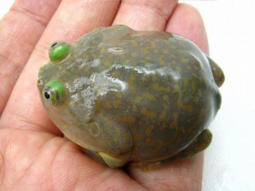 Интересные факты земноводные. Амфибии (земноводные) интересные факты 08 Интересные факты земноводные. Амфибии (земноводные) интересные факты 08