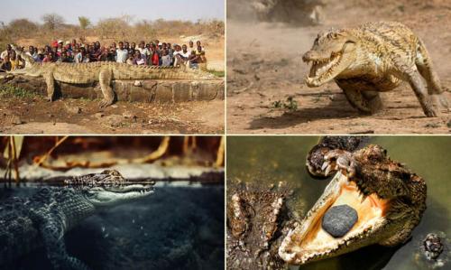 Интересные факты о крокодилах