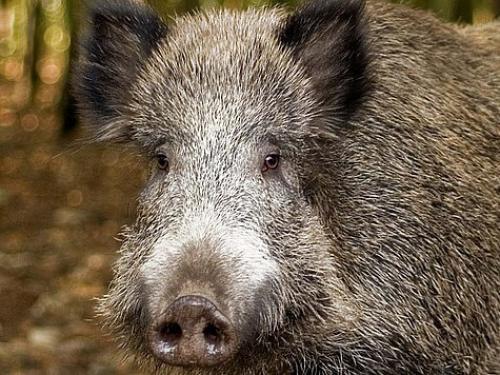 Все про дикого кабана. Как выглядит кабан