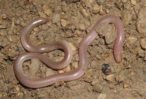 Интересные факты о земноводных. Амфибии (земноводные) интересные факты 06