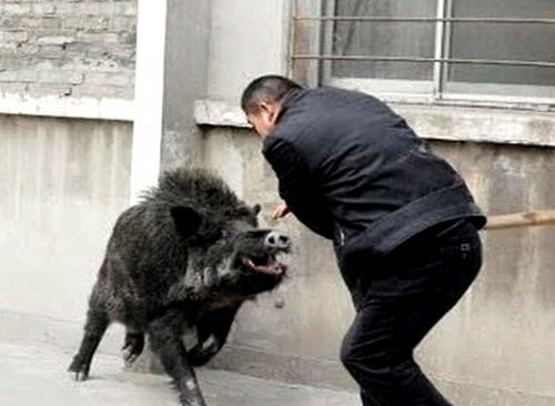 Интересные факты о кабанах для детей. Интересное о кабанах