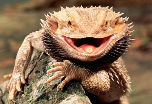 Интересные факты о чешуйчатых. Представляем интересные факты о ящерицах