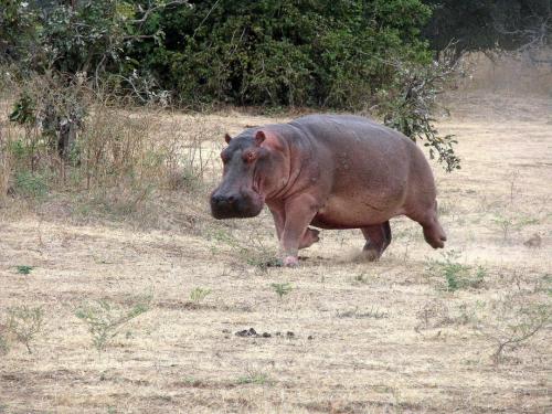 Факты о бегемотах. Интересные факты о гиппопотаме: вещи, которые вы не знали о бегемоте 07 Факты о бегемотах. Интересные факты о гиппопотаме: вещи, которые вы не знали о бегемоте 07