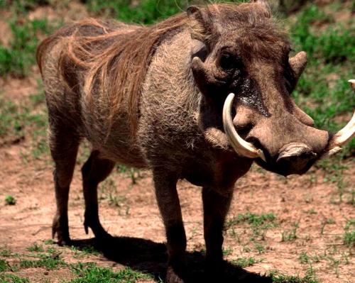 Интересные факты о кабанах для детей. Интересное о кабанах