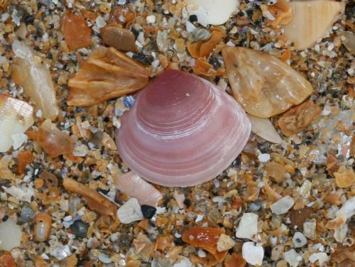 Детям о моллюсках. Кто такие моллюски?