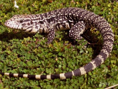 Интересные факты о пресмыкающихся. Интересные факты о рептилиях