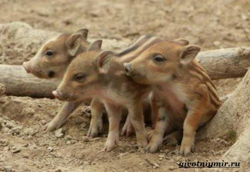 Факты о кабанах. Интересные факты о кабанах 27