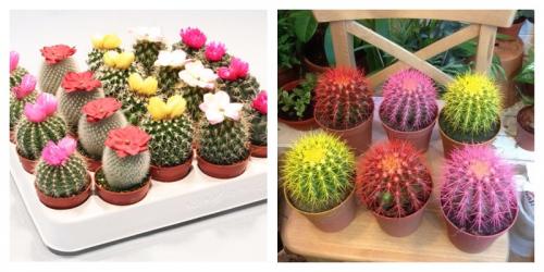 Листья, кактуса. Микс цветные, кактусы