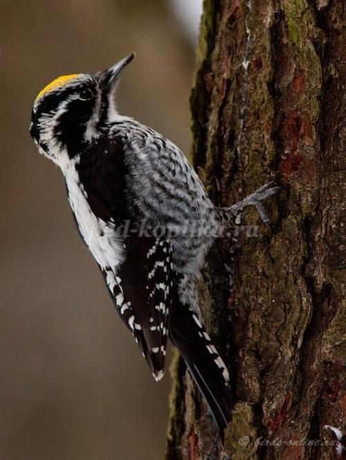 Интересные факты о дятле. Интересные факты о дятлах 04 Интересные факты о дятле. Интересные факты о дятлах 04