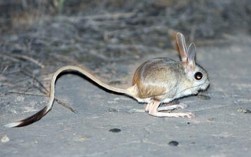 Факты о степи. Интересные факты о перекати-поле 20