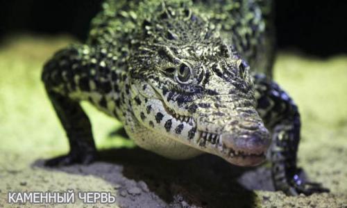 Интересные факты о крокодилах