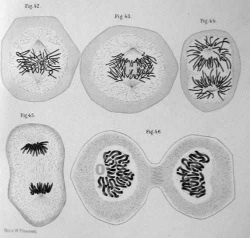 Эволюционное учение дарвина кратко. Синтетическая теория эволюции кратко и понятно. Прав ли Дарвин?