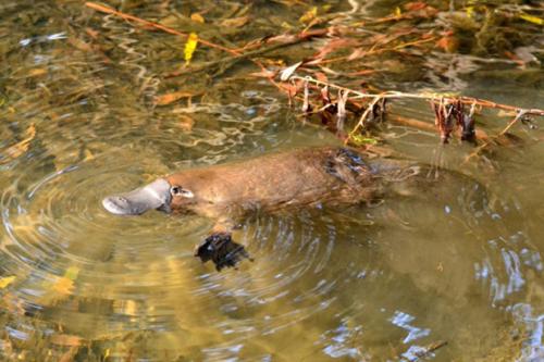 Утконосы. Краткое описание утконоса