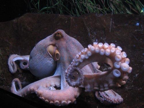 Интересные факты о головоногих моллюсках. Интересные животные — головоногие моллюски