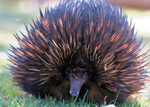 Ехидна интересные факты. Вы будете удивлены, когда узнаете больше о ехидне