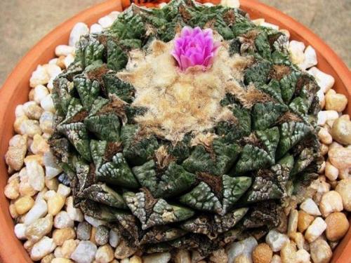 Интересные, кактусы. Какой, кактус выбрать?