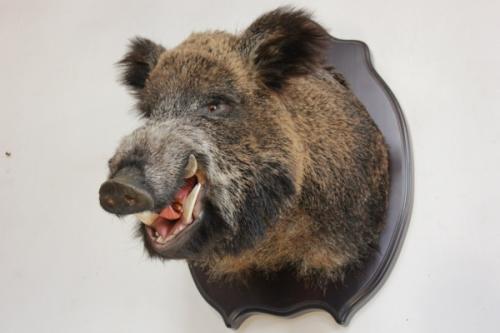 Описание дикого кабана. Дикий кабан в природе: все о жизни и повадках секачей