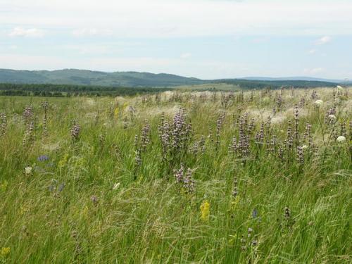 Растения степи. Степной калейдоскоп, или Что в степи растет