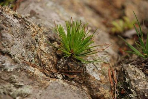 Необычные голосеменные растения. Голосеменные растения общая характеристика и примеры