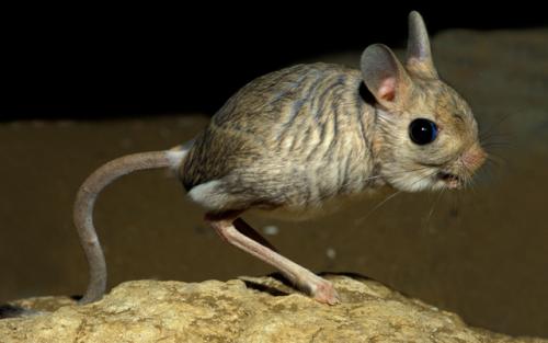 Сообщение о тушканчике. Тушканчик – животное пустыни и степи: описание с фото, картинками и видео, чем питается в пустыне. Виды: большой, длинноухий, пустынный тушканчики.