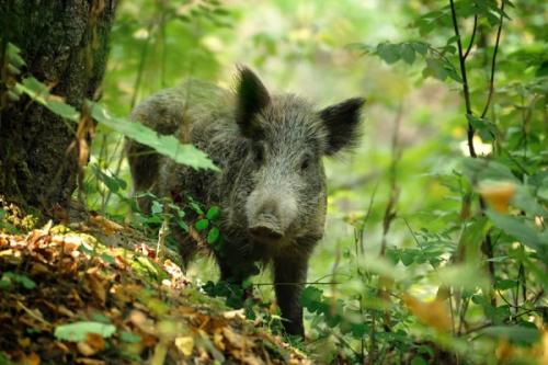 Описание дикого кабана. Дикий кабан в природе: все о жизни и повадках секачей