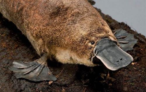 Животное утконос интересные факты. Описание и особенности