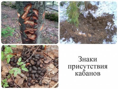 Кабан интересные факты. Интересное о кабанах 32