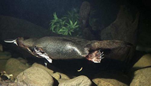 Утконосы. Краткое описание утконоса