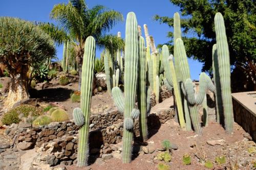 Интересные факты о, кактусах (2 фото) 10