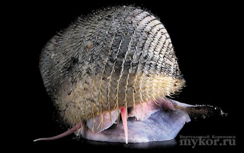 Необычные брюхоногие Моллюски. В мире животных.Необычные, но прекрасные Моллюски