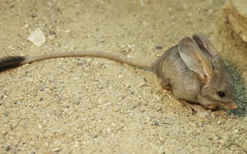 Сообщение о тушканчике. Тушканчик – животное пустыни и степи: описание с фото, картинками и видео, чем питается в пустыне. Виды: большой, длинноухий, пустынный тушканчики.