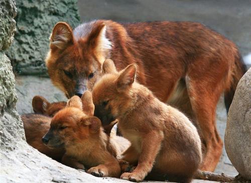 Красный волк. Исчезающий вид из Красной книги