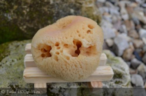 Интересные факты о морских губках. Морские губки 07