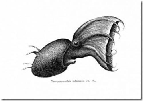 Голожаберные моллюски интересные факты. Интересные факты о моллюсках