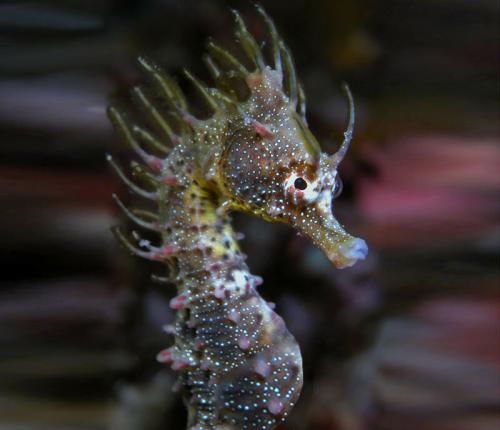 Морской конек анатомия. Морской конек: Беременные отцы, шахматы и феминизм