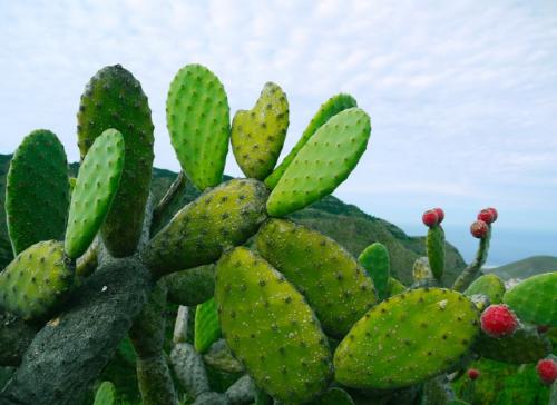 Интересные, кактусы. Кактусы — интересные факты