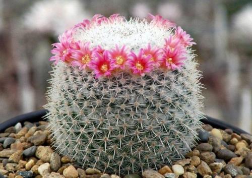 Интересные, кактусы. Какой, кактус выбрать?