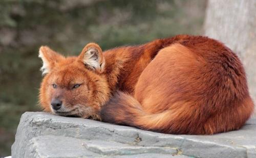 Красный волк. Исчезающий вид из Красной книги