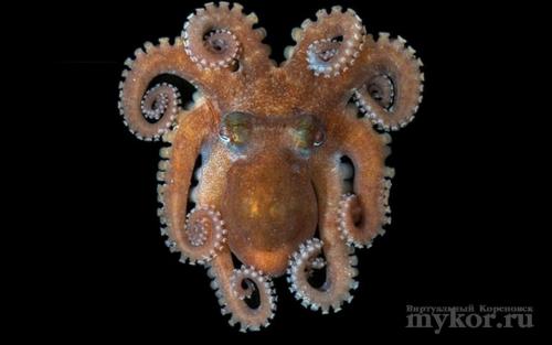 Необычные брюхоногие Моллюски. В мире животных.Необычные, но прекрасные Моллюски