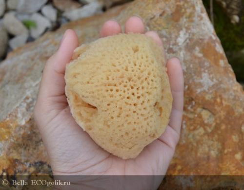 Интересные факты о морских губках. Морские губки 03