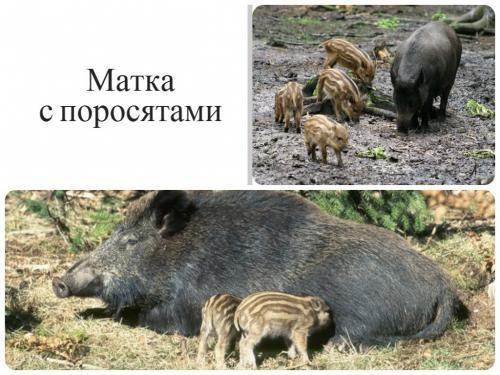 Кабан интересные факты. Интересное о кабанах 30