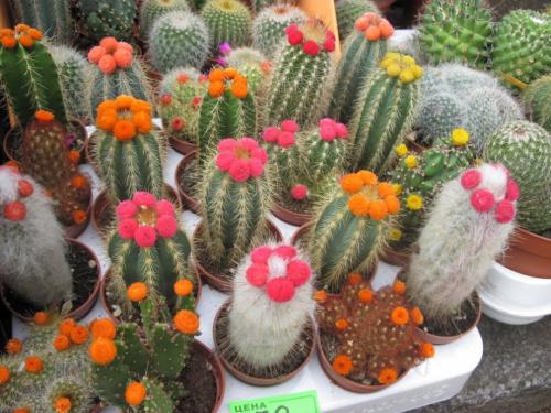 Интересные факты о, кактусах (2 фото) 04