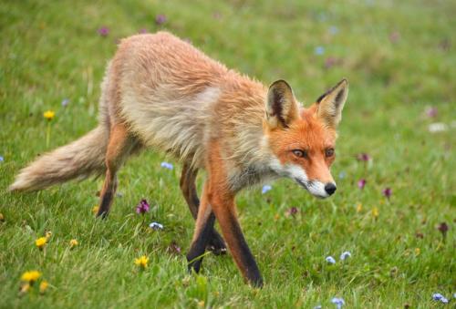 Животные черноморского побережья кавказа. Интересно о животных черноморского побережья